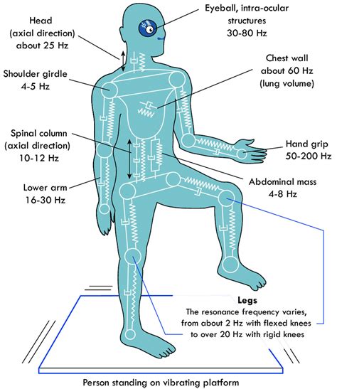 What is the natural frequency of the human body?