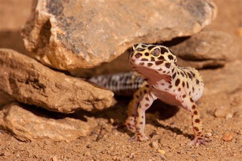What is the natural habitat of a leopard gecko?