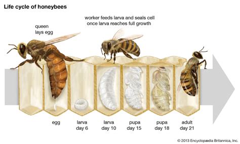 What is the natural lifespan of a bee?