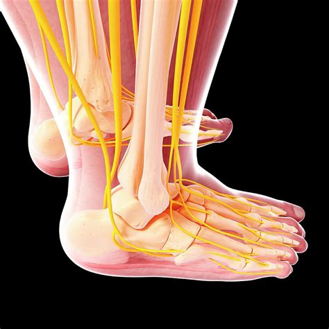 What is the nervous system in the foot?