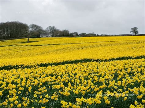 What is the never ending line of daffodils compared to?