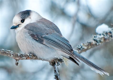 What is the new national bird of Canada?