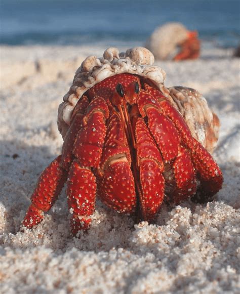 What is the normal color of a hermit crab?