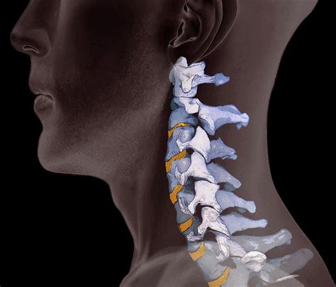 What is the normal neck bone shape?