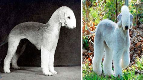 What is the number 1 rarest dog?