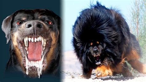 What is the number 2 most aggressive dog breed?