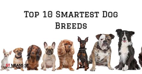 What is the number 2 smartest dog?
