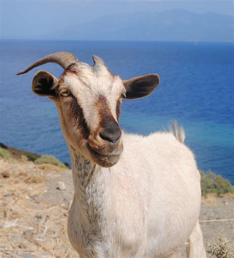 What is the old Greek word for goat?