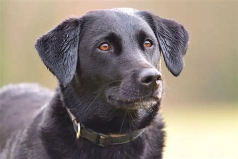 What is the oldest a Labrador can live?