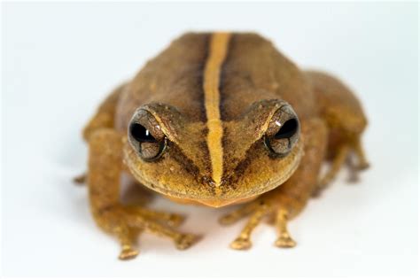 What is the oldest a frog can live?