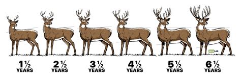 What is the oldest age of a deer?