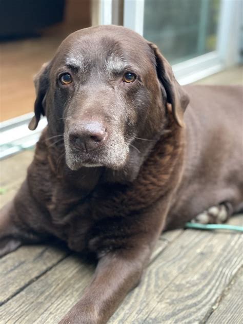 What is the oldest chocolate lab to ever live?