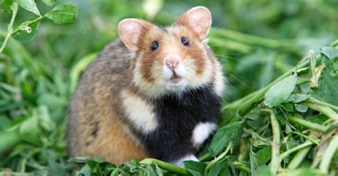 What is the oldest hamster to ever live?