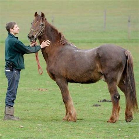 What is the oldest horse to live?