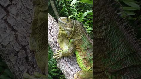 What is the oldest iguana?