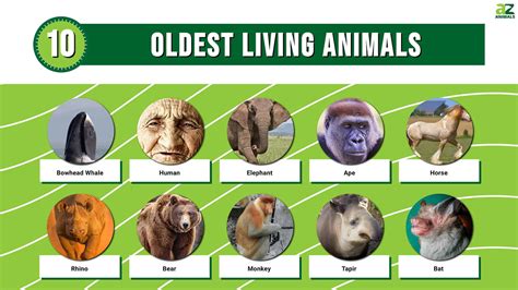 What is the oldest living mammal?