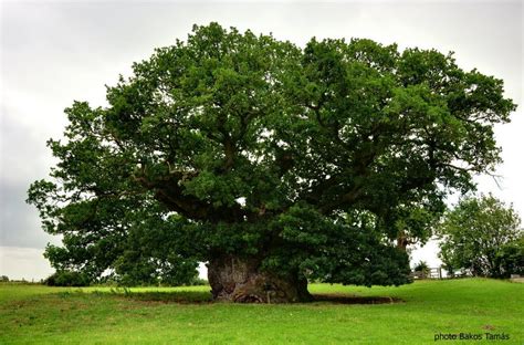 What is the oldest oak tree in Europe?