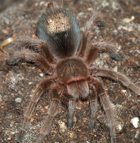 What is the oldest tarantula?