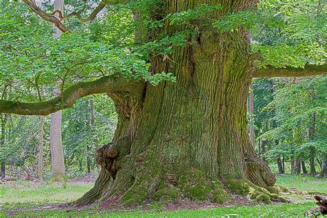 What is the oldest tree in Germany?