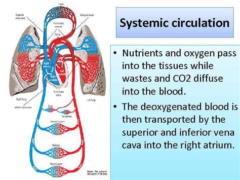 What is the only artery that carries carbon dioxide?