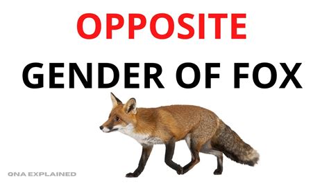 What is the opposite of a fox?