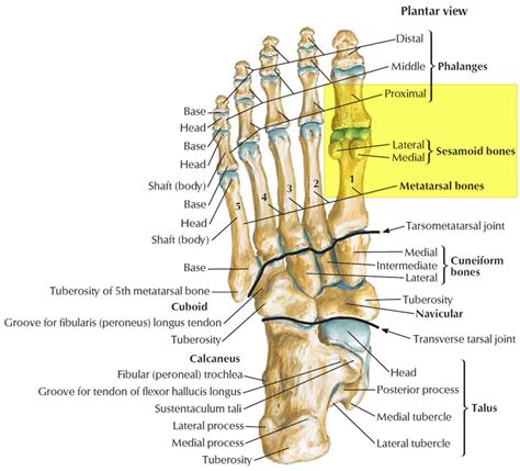 What is the opposite of a toe?