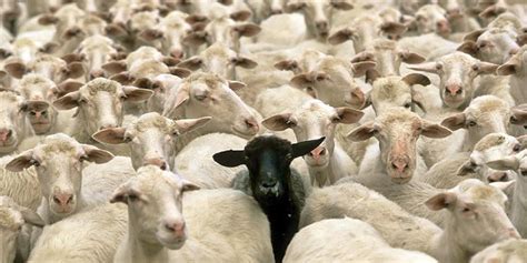 What is the opposite of black sheep of the family?