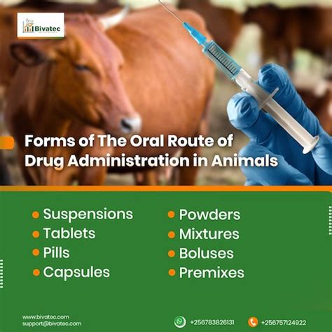 What is the oral route of drug administration in animals?