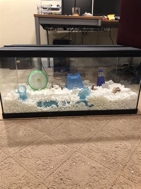 What is the orange liquid in my hamster cage?