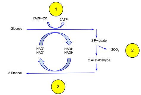 What is the pathway of fermentation?