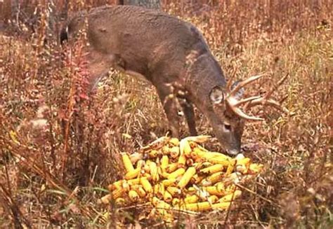 What is the penalty for baiting deer in Indiana?