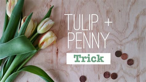 What is the penny trick for tulips?