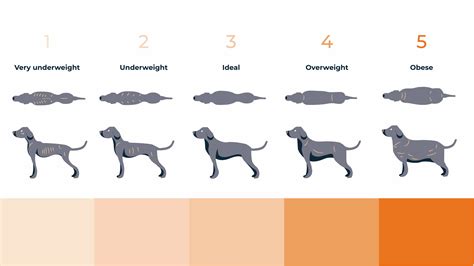 What is the perfect Labrador shape?