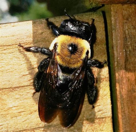 What is the personality of a carpenter bee?