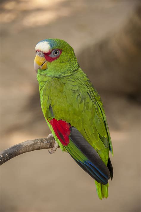 What is the personality of an Amazon parrot?