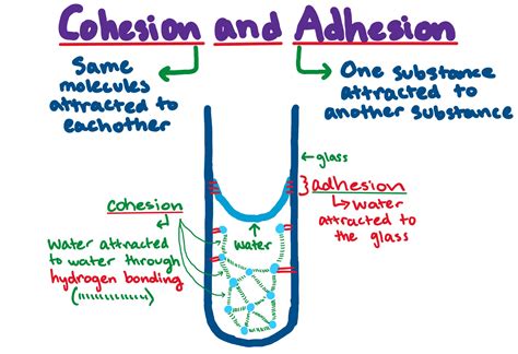 What is the physics of adhesion?