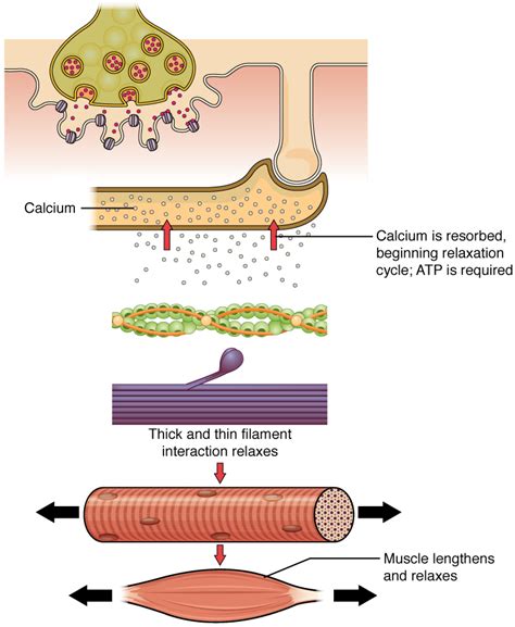 What is the physiology of muscle activation?