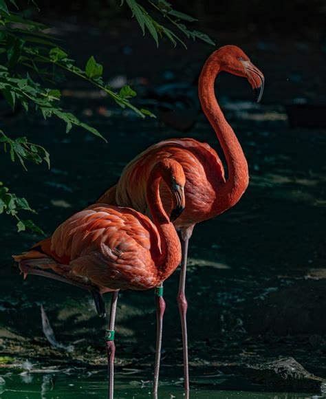 What is the plural of flamingo?