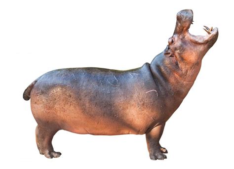 What is the plural of hippopotamus?