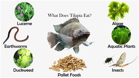 What is the plural of tilapia?