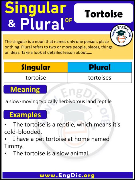 What is the plural of tortoise?
