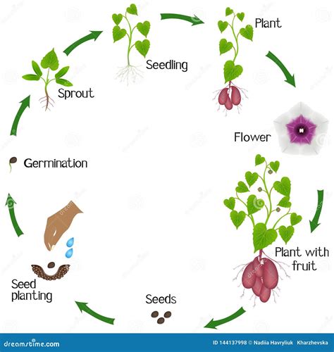 What is the pollinator of sweet potato?