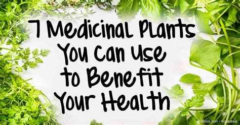 What is the power of plant medicine?