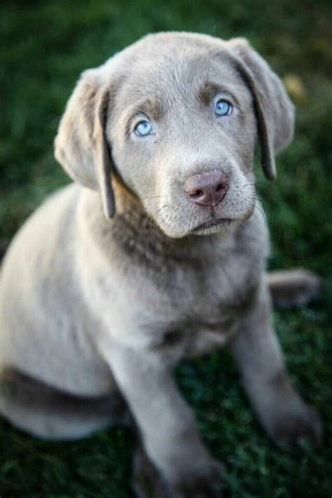 What is the prettiest Lab color?