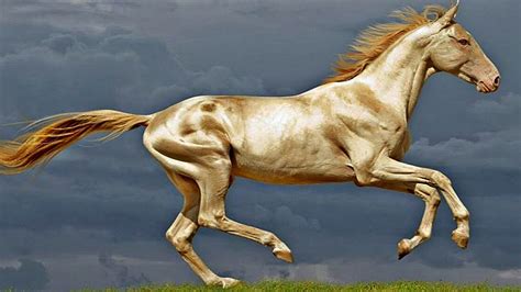What is the prettiest horse in the world?