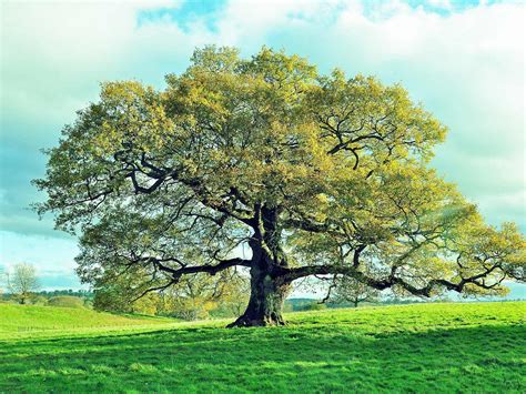 What is the prettiest oak tree?