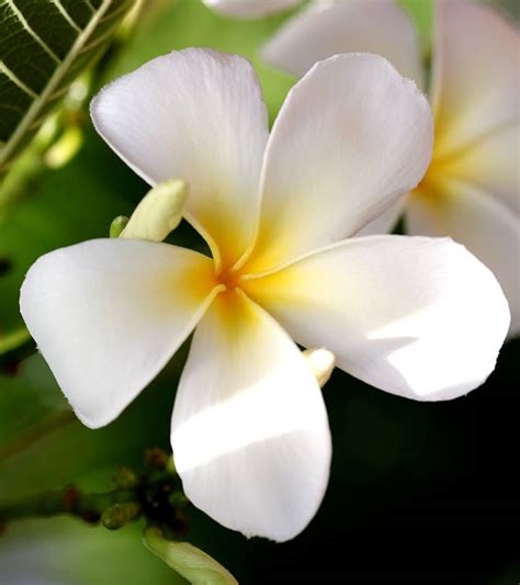 What is the prettiest white flower?