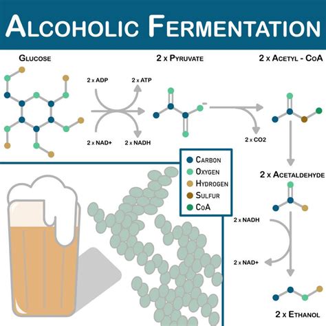 What is the principle of alcohol fermentation?
