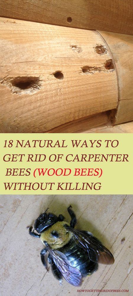 What is the problem with carpenter bees?