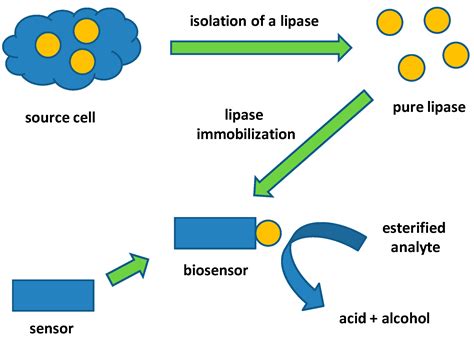What is the process of bioassay?